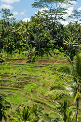 Image showing Lush green terraced farmland in Bali