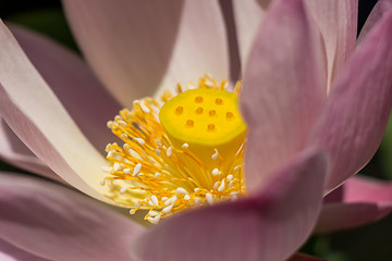 Image showing Beautiful fragrant pink water lily