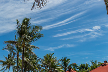 Image showing Tropical green palm trees in Bali, Indonesia