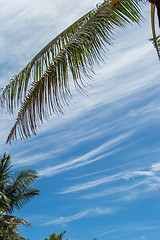 Image showing Tropical green palm trees in Bali, Indonesia