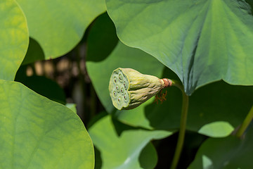 Image showing Beautiful fragrant pink water lily