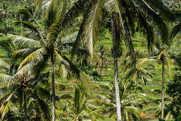 Image showing Lush green terraced farmland in Bali