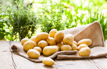 Image showing Farm fresh  potatoes on a hessian sack