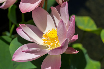 Image showing Beautiful fragrant pink water lily