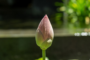 Image showing Beautiful fragrant pink water lily