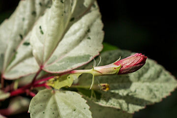 Image showing Red hibiscus bud