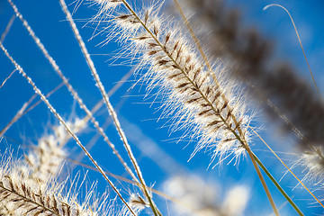 Image showing Flowering wild ornamental grass