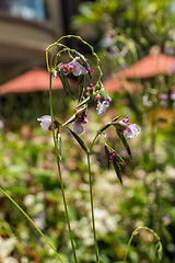 Image showing Delicate purple flower