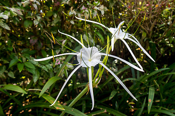 Image showing Beautiful spider lily, Hymenocallis littoralis