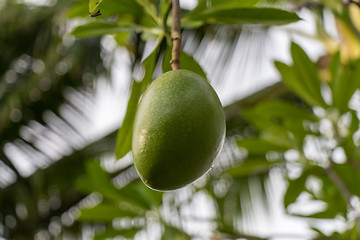 Image showing Fresh green mango fruit plant outside in summer 