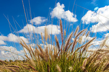 Image showing Flowering wild ornamental grass