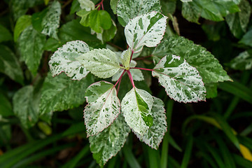 Image showing Ornamental variegated leafy shrub