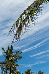 Image showing Tropical green palm trees in Bali, Indonesia