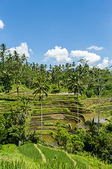 Image showing Lush green terraced farmland in Bali