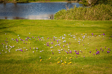 Image showing Tranquil park with a pond and wildflowers