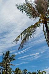 Image showing Tropical green palm trees in Bali, Indonesia