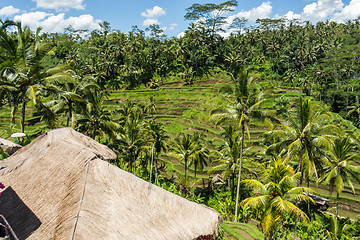 Image showing Lush green terraced farmland in Bali