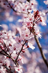 Image showing Beautiful pink spring cherry blossom