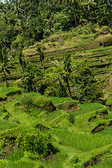 Image showing Lush green terraced farmland in Bali