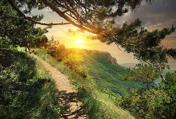 Image showing Pine forest in the mountains