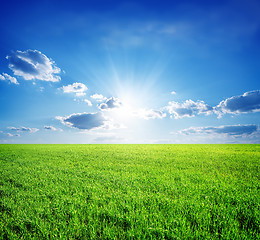 Image showing Field of grass