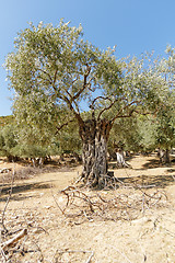 Image showing Grece, Thassos