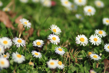 Image showing Beautiful flower