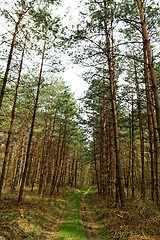 Image showing Big forest