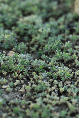 Image showing Small plant