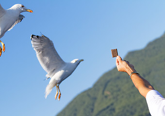 Image showing Seagull