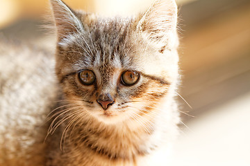 Image showing Little cat