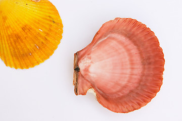 Image showing Two clams 2