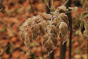 Image showing Dry leaves