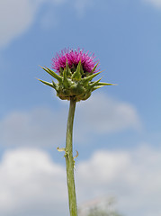 Image showing Thistle