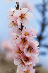 Image showing Tree flowering
