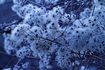 Image showing Tree flowering