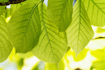 Image showing Green leaves