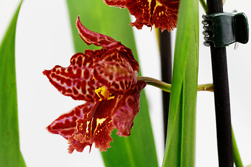 Image showing Orchidea