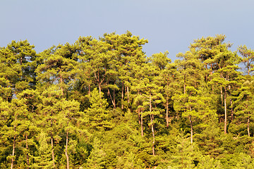 Image showing Green forest