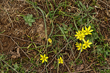 Image showing Yellow flower