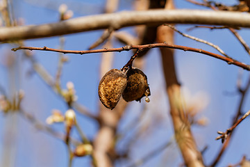 Image showing Tree flowering