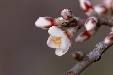 Image showing Tree flowering