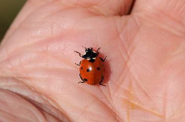 Image showing ladybird on male large palm macro 