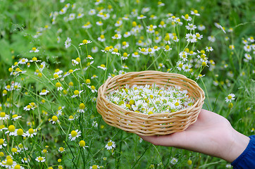 Image showing hand holding basket with chamomile herbs outdoor