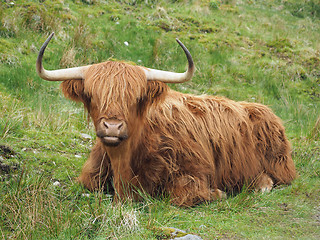 Image showing Highland cattle, western Scotland highlands