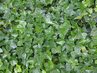 Image showing Ivy leaves