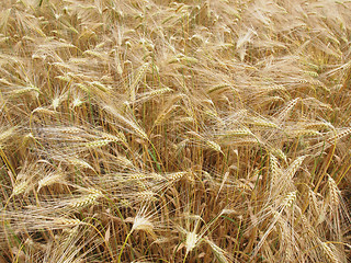 Image showing Barleycorn field