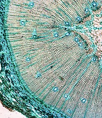 Image showing Pine Wood micrograph