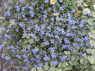 Image showing Viola flower