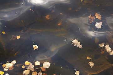 Image showing Leaves